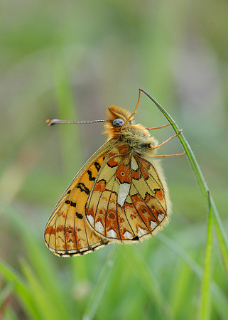 Pearl-Bordered Fritillary Boloria euphrosyne