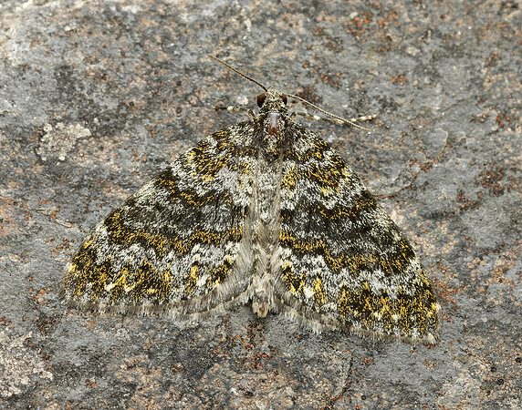 70.071 BF1743 Yellow-ringed Carpet Entephria flavicinctata