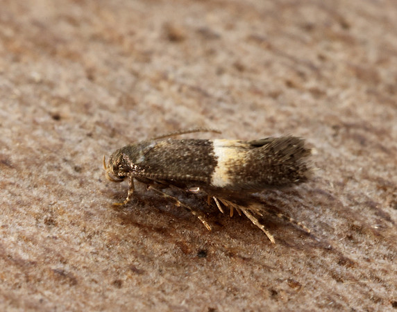 38.018 BF623 Elachista bisulcella