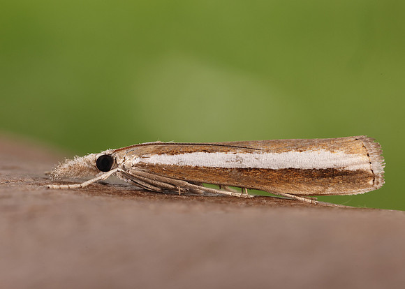 63.091 BF1307 Agriphila latistria
