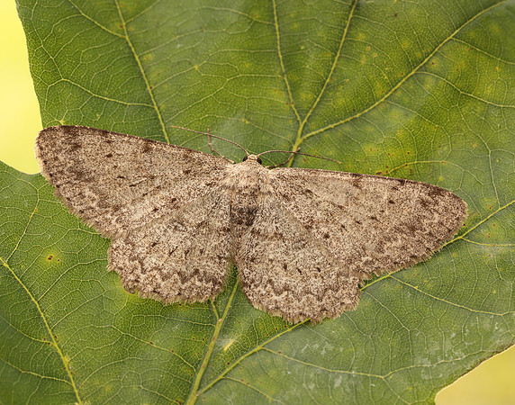 70.268 BF1944 Pale Oak Beauty Hypomecis punctinalis