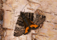 Light Orange Underwing Archiearis notha
