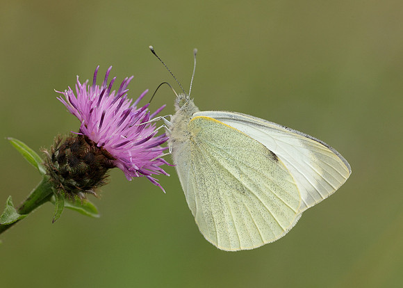 Large White Pieris brassicae
