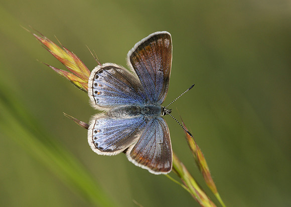 Common Blue Polyommatus icarus