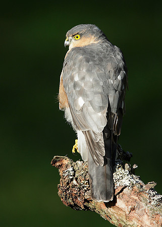 Sparrowhawk Accipiter nisus