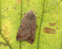 73.189 BF2263 Red-line Quaker Agrochola lota