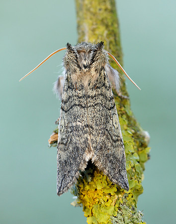 65.016 BF1659 Yellow Horned Achlya flavicornis