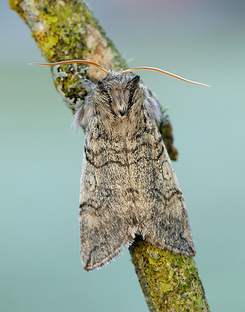 65.016 BF1659 Yellow Horned Achlya flavicornis