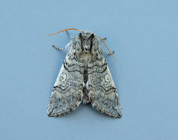 65.016 BF1659 Yellow Horned Achlya flavicornis