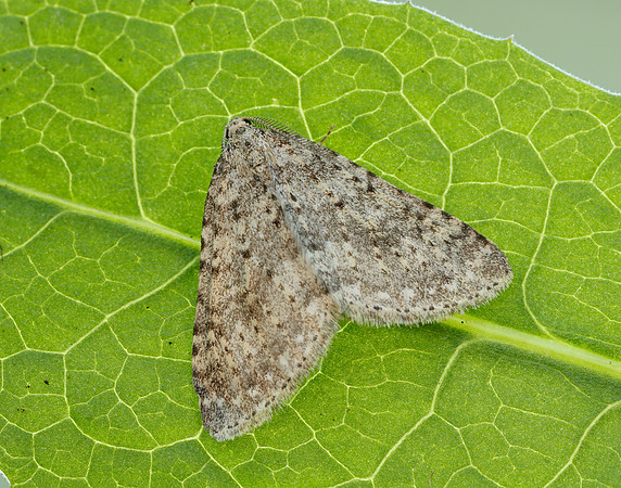70.101 BF1775 Mottled Grey Colostygia multistrigaria