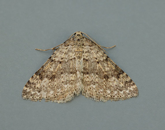 70.101 BF1775 Mottled Grey Colostygia multistrigaria