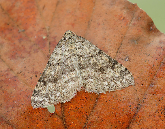 70.101 BF1775 Mottled Grey Colostygia multistrigaria