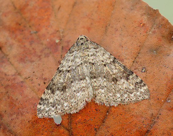 70.101 BF1775 Mottled Grey Colostygia multistrigaria