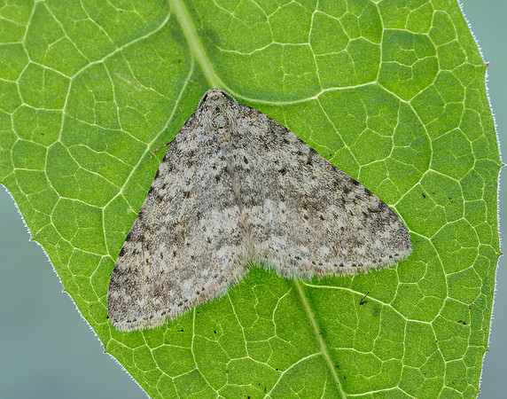70.101 BF1775 Mottled Grey Colostygia multistrigaria