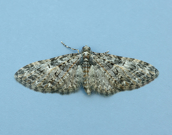 70.156 BF1852 Brindled Pug Eupithecia abbreviata
