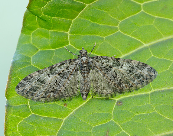 70.156 BF1852 Brindled Pug Eupithecia abbreviata