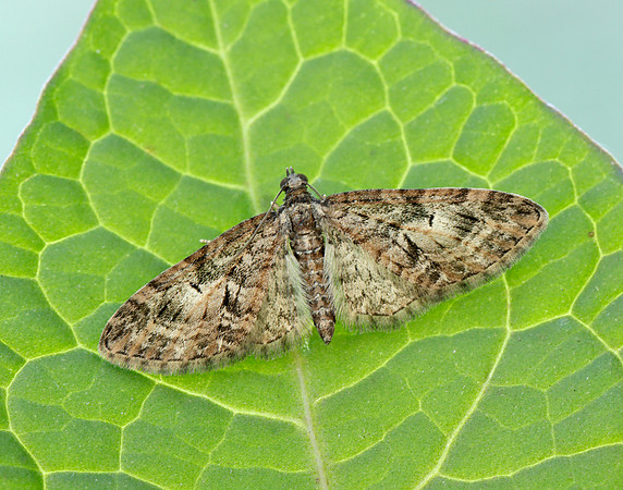 70.156 BF1852 Brindled Pug Eupithecia abbreviata