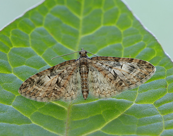 70.156 BF1852 Brindled Pug Eupithecia abbreviata