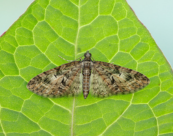 70.156 BF1852 Brindled Pug Eupithecia abbreviata