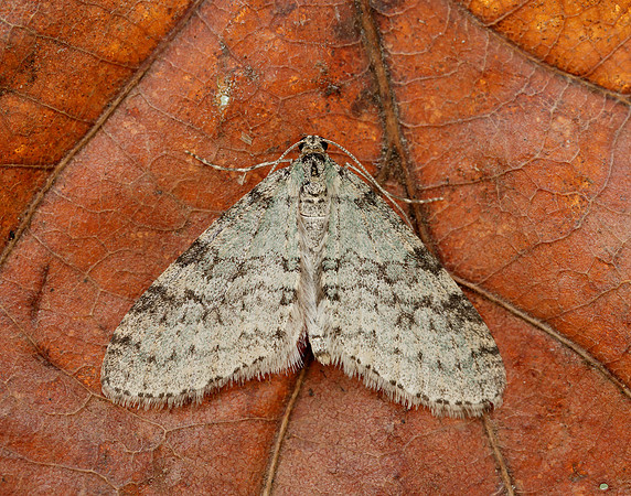 70.202 BF1881 Early Tooth-striped Trichopteryx carpinata