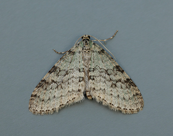 70.202 BF1881 Early Tooth-striped Trichopteryx carpinata