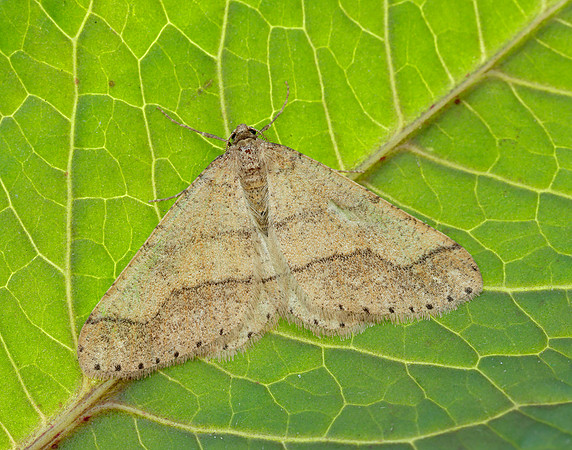 70.255 BF1934 Dotted Border Agriopis marginaria