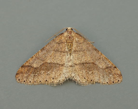 70.255 BF1934 Dotted Border Agriopis marginaria
