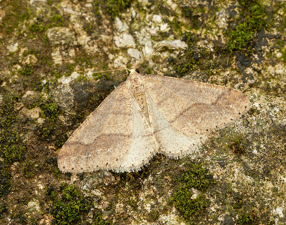 70.255 BF1934 Dotted Border Agriopis marginaria