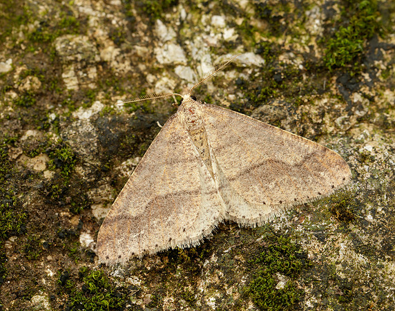 70.255 BF1934 Dotted Border Agriopis marginaria