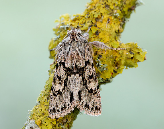 3.069 BF2243 Early Grey Xylocampa areola