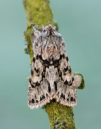 3.069 BF2243 Early Grey Xylocampa areola