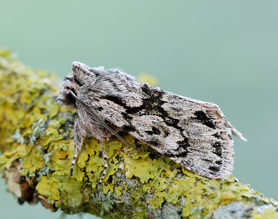 3.069 BF2243 Early Grey Xylocampa areola