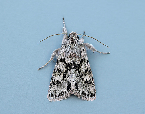 3.069 BF2243 Early Grey Xylocampa areola
