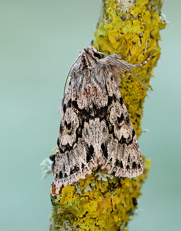 3.069 BF2243 Early Grey Xylocampa areola
