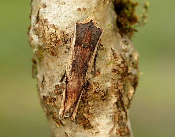 73.209 BF2241 Red Sword-grass Xylena vetusta