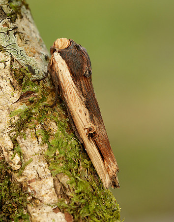 73.209 BF2241 Red Sword-grass Xylena vetusta