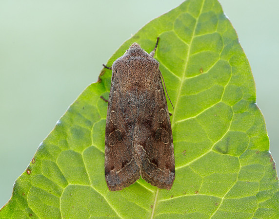 73.242 BF2188 Clouded Drab Orthosia incerta