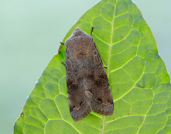 73.242 BF2188 Clouded Drab Orthosia incerta