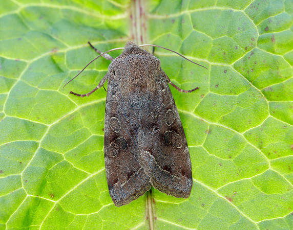 73.242 BF2188 Clouded Drab Orthosia incerta