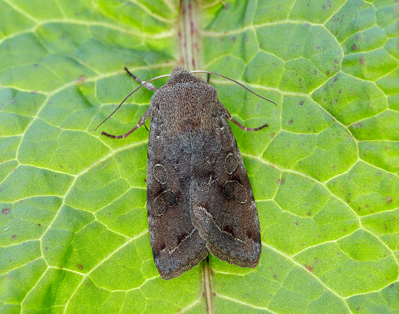 73.242 BF2188 Clouded Drab Orthosia incerta