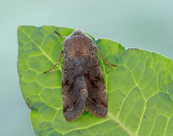 73.242 BF2188 Clouded Drab Orthosia incerta