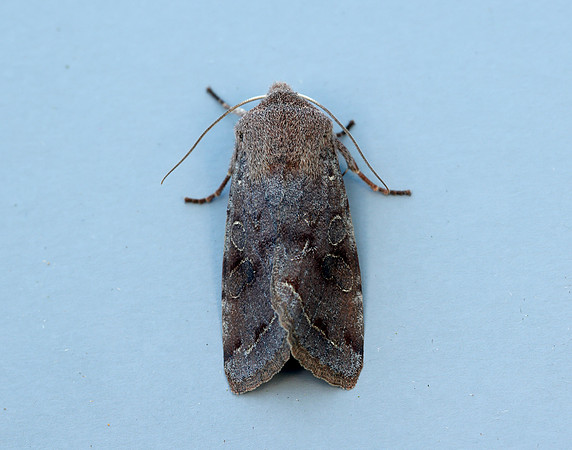 73.242 BF2188 Clouded Drab Orthosia incerta