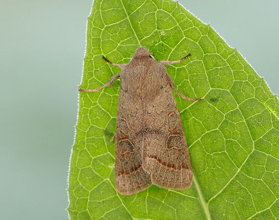 73.244 BF2187 Common Quaker Orthosia cerasi