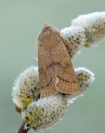 73.244 BF2187 Common Quaker Orthosia cerasi