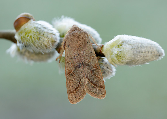 73.244 BF2187 Common Quaker Orthosia cerasi