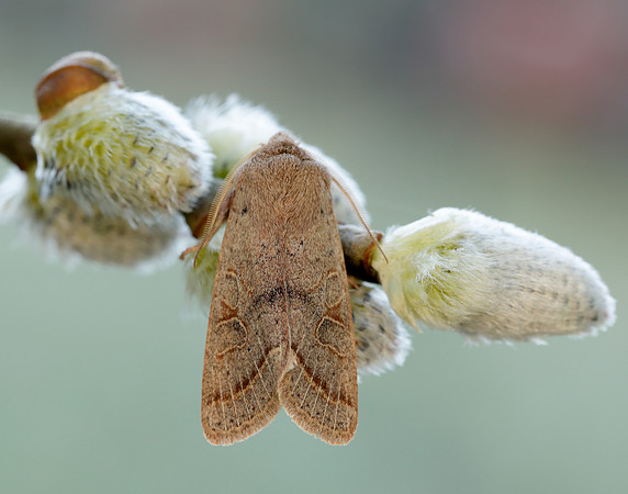 73.244 BF2187 Common Quaker Orthosia cerasi
