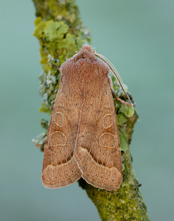 73.244 BF2187 Common Quaker Orthosia cerasi