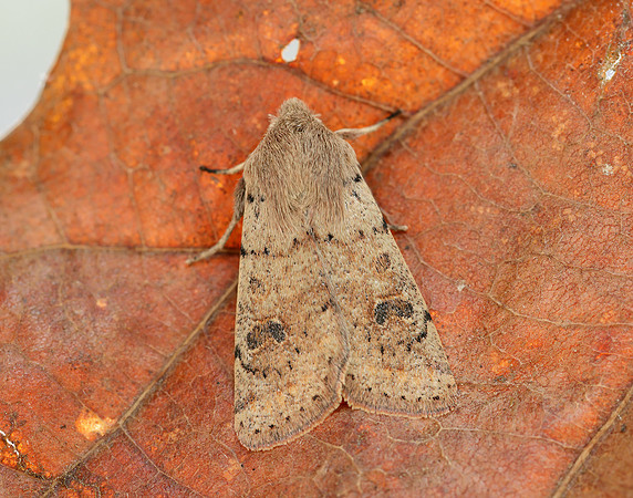 73.245 BF2182 Small Quaker Orthosia cruda