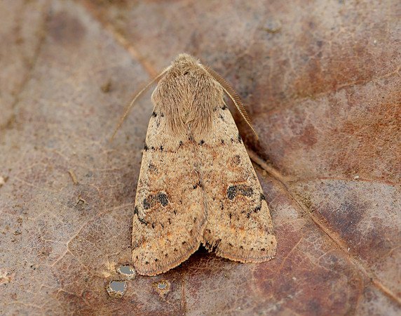 73.245 BF2182 Small Quaker Orthosia cruda