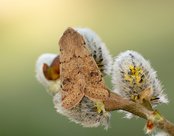 73.245 BF2182 Small Quaker Orthosia cruda